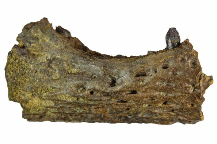 1.6" Cretaceous Alligatoroid (Brachychampsa) Jaw Section - Montana